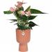 Elho Vibes Fold Coupe Tall Pot 14cm DELICATE PINK - PACK (4) NWT7093P