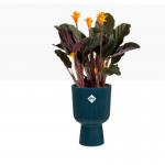 Elho Vibes Fold Coupe Tall INDOOR Pot 14cm DEEP BLUE - PACK (4) NWT7094P