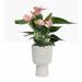 Elho Vibes Fold Coupe Tall INDOOR Pot 14cm SILKY WHITE NWT7095