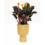 Elho Vibes Fold Coupe Display Pot 14cm SILKY WHITE - PACK (4) NWT7095P