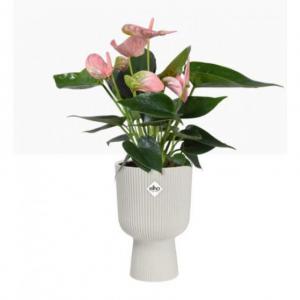 Elho Vibes Fold Coupe Display Pot 14cm SILKY WHITE NWT7095P