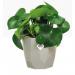 Elho B.For Rock 14cm Display Pot WARM GREY NWT7097