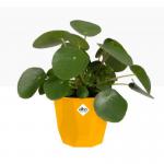 Elho b.For Rock Contemporary Plant Pots 14cm WARM GREY - PACK (8) NWT7097P