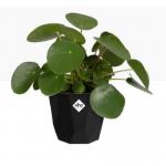 Elho b.For Rock Contemporary Plant Pots 14cm LIVING BLACK NWT7098