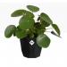 Elho B.For Rock 14cm Display Pot LIVING BLACK NWT7098