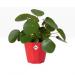 Elho B.For Rock 14cm Display Pot BRILLIANT RED - PACK (8) NWT7099P