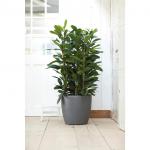 Elho Brussels Large Round Wheeled Pot 40cm ANTHRACITE NWT7105