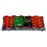 Ambassador Growing Tray 40 Round Pots - PACK (10) NWT7327P