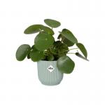 This picture features the Elho Vibes Fold Round 14cm Display INDOOR Planter in a beautiful Sorbet Green color. The planter is part of the Elho Garden Maintenance line and comes in a pack of 8. The round shape and vibrant color add a touch of elegance to any indoor plant display. NWT7499P is the perfect addition to any plant lovers collection.