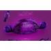 Quality Street Purple One Chocolate Sharing Bag 344g NWT7862