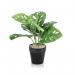 Tabletop Monstera Monkey Matte White Planter LLRMOM340RDYWH SF1000743