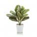 Tabletop Maranta Bush Matte Lava Planter LLRMAB340RDYLV SF1000748