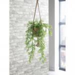 Trailing Asparagus Fern Terracotta Pot LLRTAF1000 SF1000749