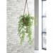 Trailing Asparagus Fern Terracotta Pot LLRTAF1000 SF1000749