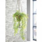 Trailing Emerald Fern Terracotta Pot LLRTEF1000 SF1000750