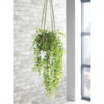 Trailing Ficus Pumila Terracotta Pot LLRTFP1010 SF1000751