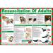 Resuscitation of Adults Poster, A2 (Laminated) A605